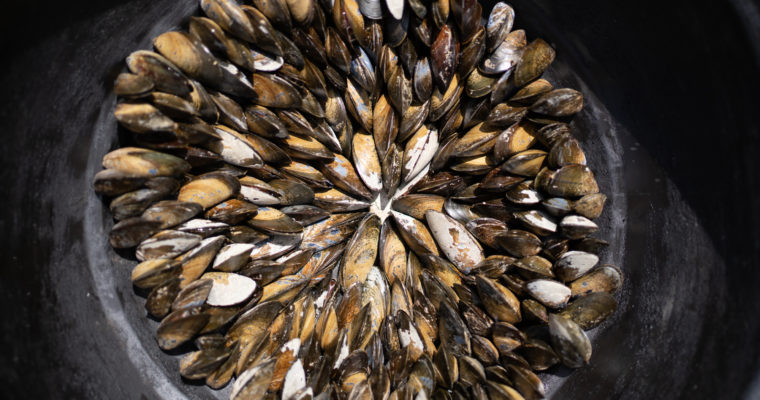 Éclade de moules