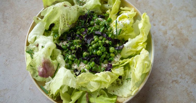 Petits pois, laitue, burrata et citron noir